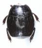 Margarinotus striola succicola